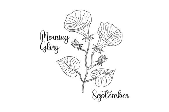 Birth Month Flowers: September's Morning Glory Line Art for Business Embroidery
